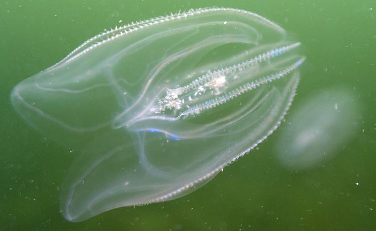 De Amerikaanse ribkwal netelt niet, maar richtte heel wat economische schade aan bij haar abusievelijke introductie in de Zwarte Zee (foto: Peter H. van Bragt)