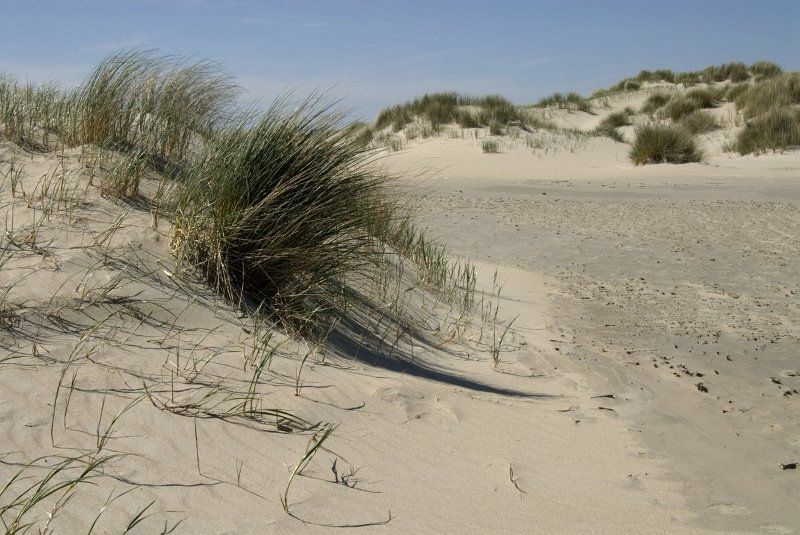 Helmgras stabiliseert en verhoogt de duinen (foto: Jan van der Straaten)