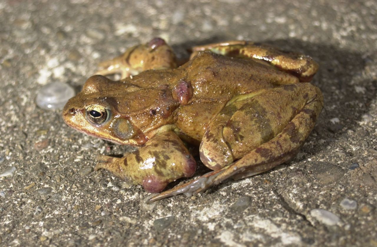 De blaasjes zijn een herkenbaar symptoom van dieren die geïnfecteerd zijn met de parasiet Amphibiocystidium (foto: Tariq Stark)