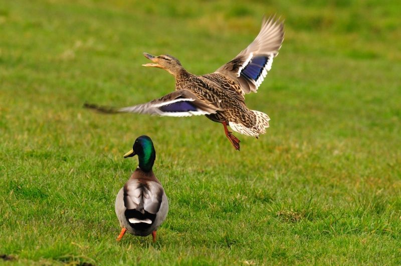 Wilde eend, mannetje en vrouwtje (foto: Piet Munsterman)