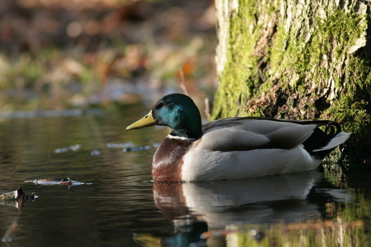 Wilde eend man (foto: Mark Zekhuis)