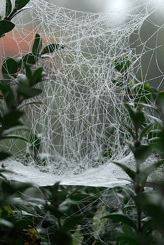 Typisch hangmatweb met oplopende draden. (foto: André Hermans)