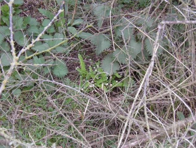 Schubvaren op de grond tussen Brandnetels en de nog kale Duindoorns (foto: André de Jongh)