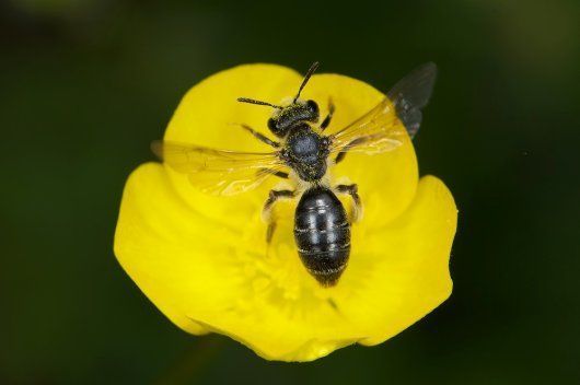 Vliesvleugelig insect Andrena ranunculi (foto: Nico Vereecken)