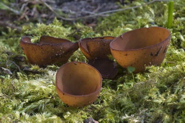 Anemonenbekerzwam (Foto: Jef Verkens)