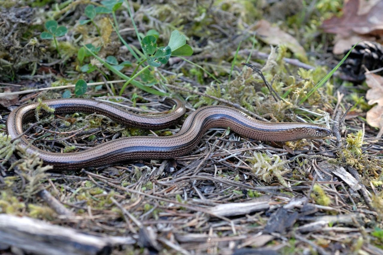 Toegegeven: het heeft wat weg van een slang maar ’t is een pootloze hagedis: ongevaarlijk, ietwat mysterieus en een echt fraai beest (foto: Jan Van der Voort)