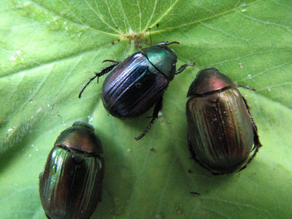 Anomala dubia in verschillende kleuren (foto: Silvia Hellingman)