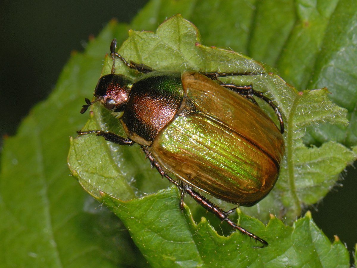 Kleine julikever (foto: Ab H. Baas)