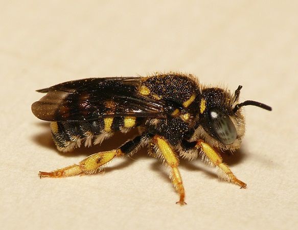 De kleine harsbij, gastheer van de gele tubebij (foto: Dick Belgers)