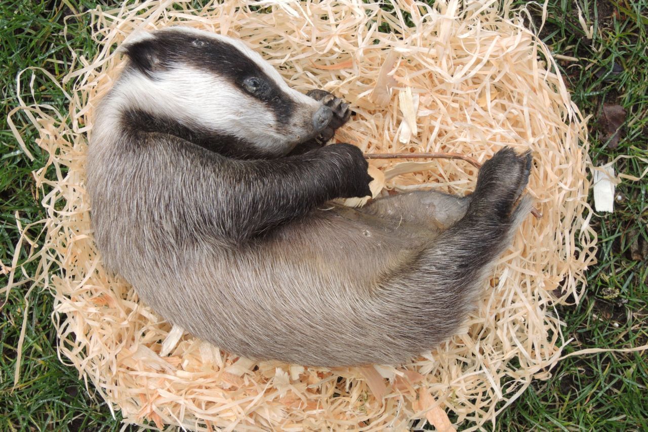 Een das van circa 10 weken oud. Dit jong werd dood gevonden op een burcht in de buurt van Noordlaren (Gr). Waarschijnlijk was de moeder aangereden (foto: Aaldrik Pot)