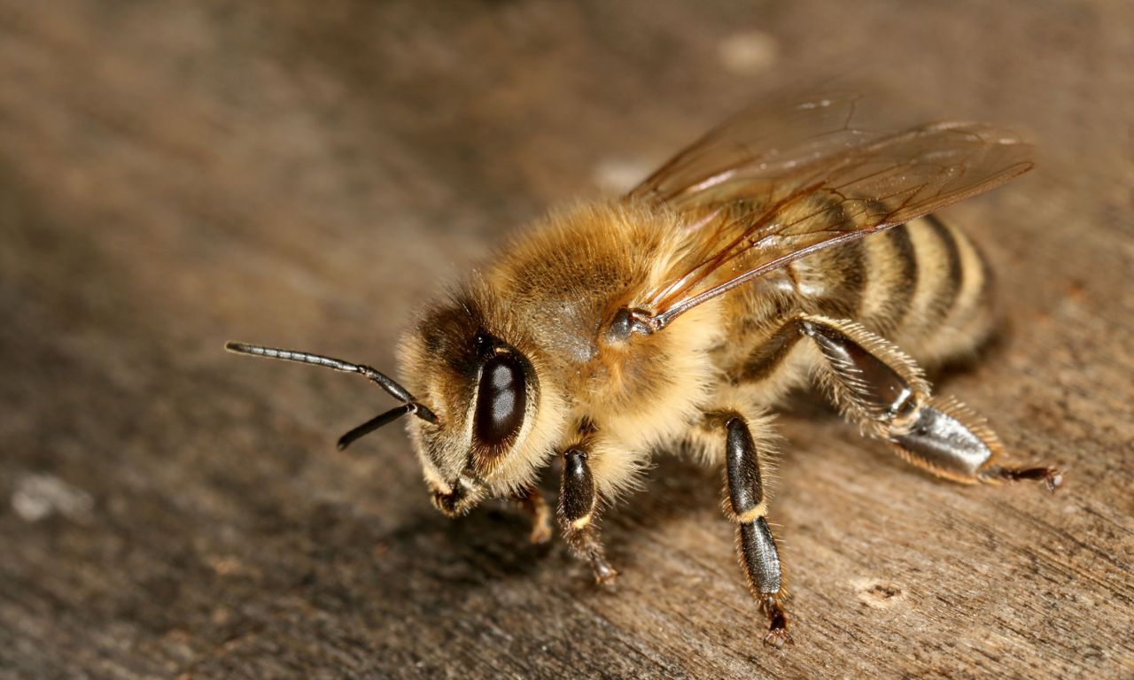 Honingbij werkster (foto: Richard Bartz)