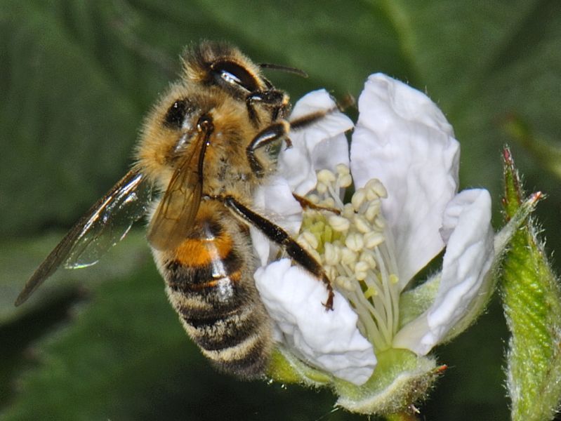 Honingbij op bloem (foto: Ab Baas, Saxifraga)
