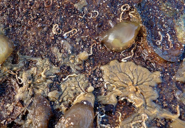 Kalkkokerworm Apomatus similis, Oosterschelde (foto: Marianne Ligthart)