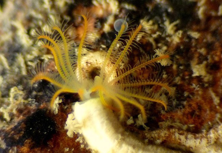 Kalkkokerworm Apomatus similis, Oosterschelde (foto: Marianne Ligthart)