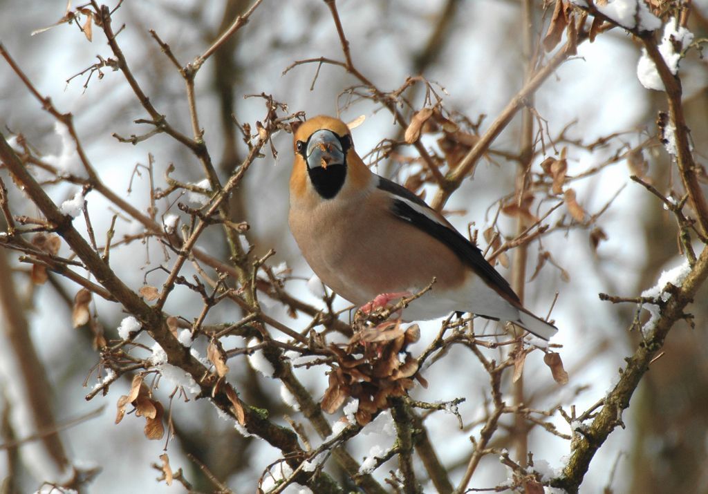 Appelvink snoept zaden van Spaanse aak (foto: Ruud van Beusekom)