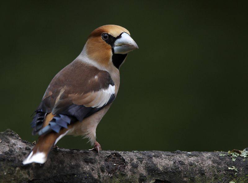 Appelvink (foto: Martin Hierck)