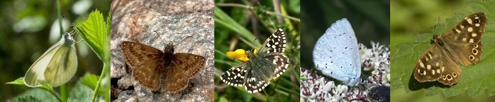 Van links naar rechts: boswitje, bruin dikkopje, aardbeivlinder, boomblauwtje en bont zandoogje (foto’s: Kars Veling)