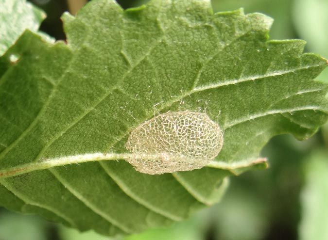 Witte fijnmazige cocon aan de onderzijde van een iepenblad (foto: Tineke Cramer)