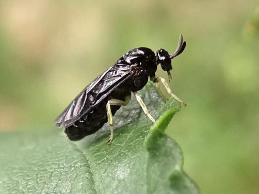 De iepenzigzagbladwesp is 4,5 tot 6 millimeter groot en heeft lichte pootjes (foto: Tineke Cramer)