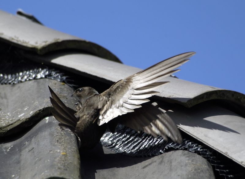 Gierzwaluwen nestelen vaak onder dakpannen (foto: Piet Munsterman)