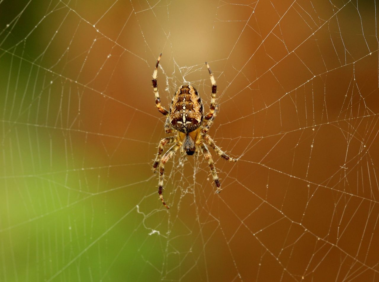 Kruisspinnen hebben dit jaar een groeispurt ingezet in de zomer. (foto: Leo Janssen)