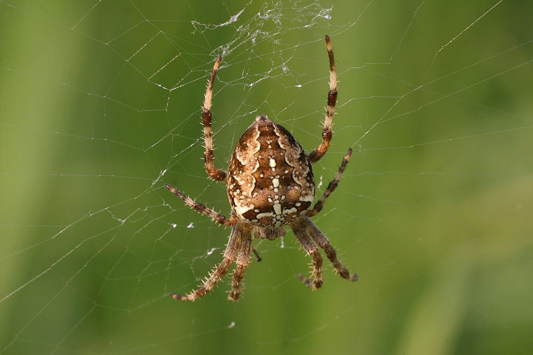 Vrouwelijke kruisspin, een goed doorvoed exemplaar (foto: Leo Vaes)