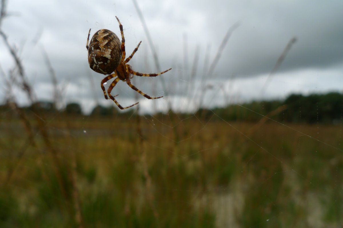 Ook dit jaar werd de kruisspin het meest geteld (foto: Mark Zekhuis)