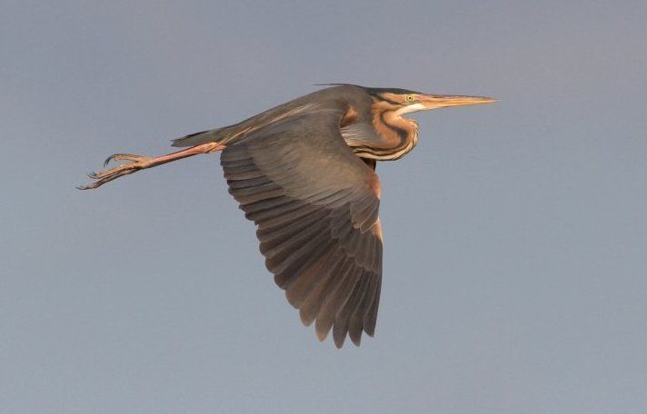 Purperreiger (foto: Luc Hoogenstein)