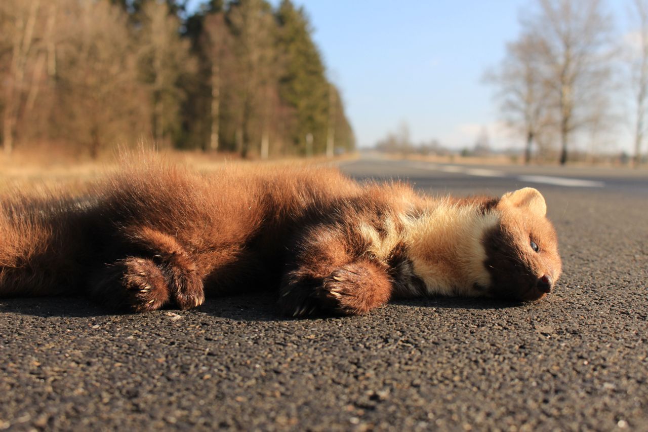 De grootste uitdaging voor een soort als deze Boommarter is het drukke wegennet. (foto: Karen Vanbelle)