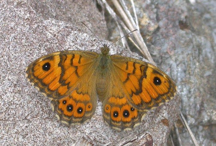 Ook de Argusvlinder ging sterk achteruit in Vlaanderen en kwam intussen als ’bedreigd’ terecht op de Rode Lijst (Foto: Marc Herremans)