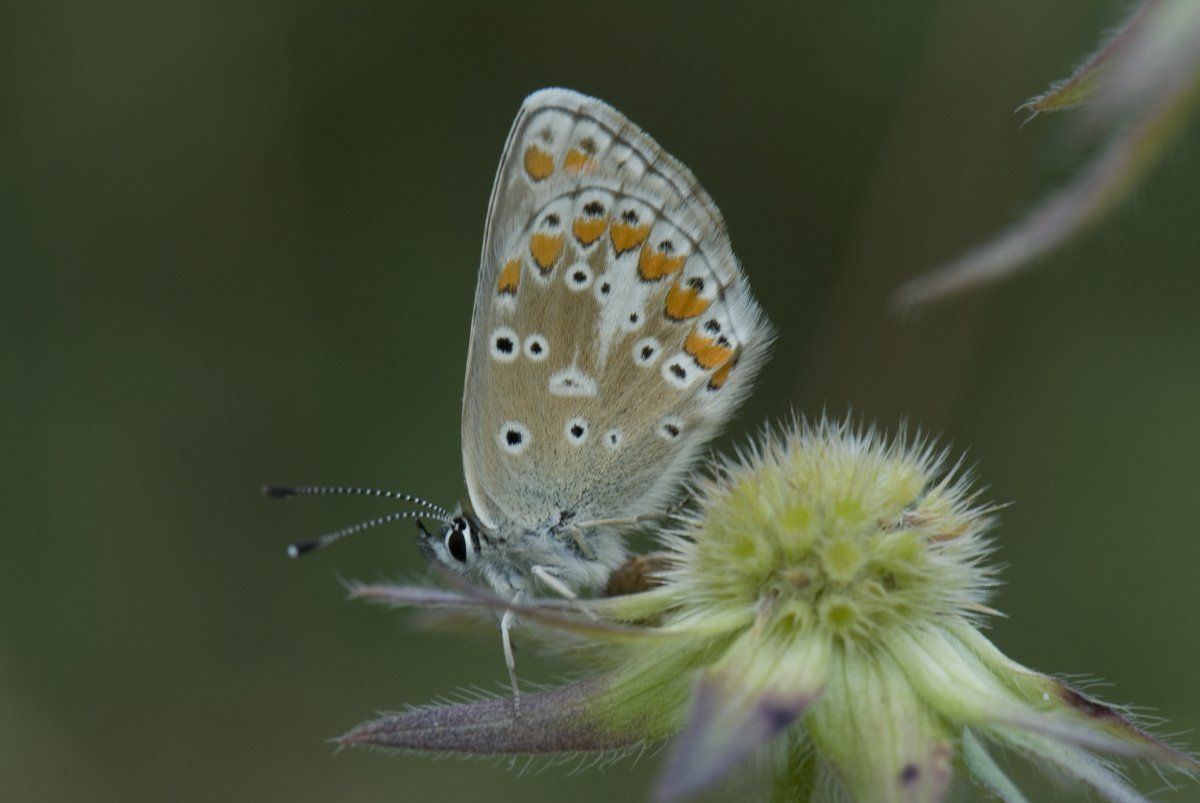 Bruin blauwtje (foto: Willem van Kruijsbergen)