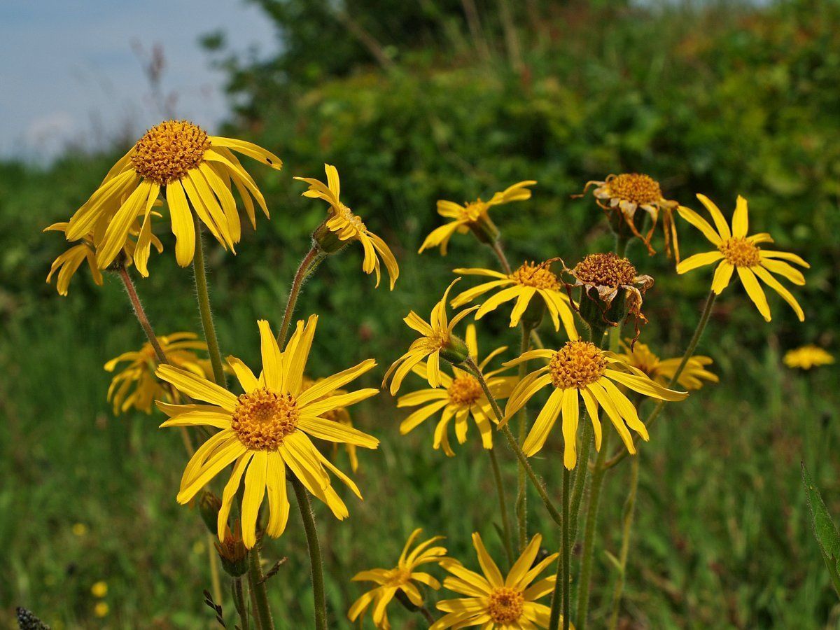Valkruid (foto: Hans Dekker)
