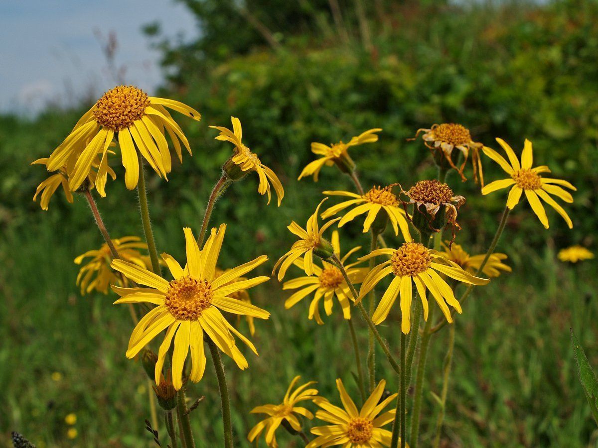 Valkruid (foto: Hans Dekker)