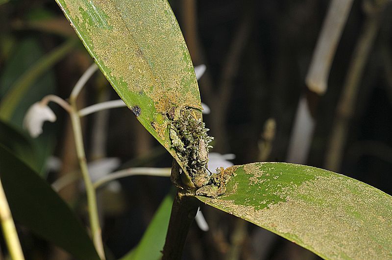 Groene aanslag van Arthonia orchidacida zichtbaar op bladeren van een orchidee in een kas (foto: André Aptroot)