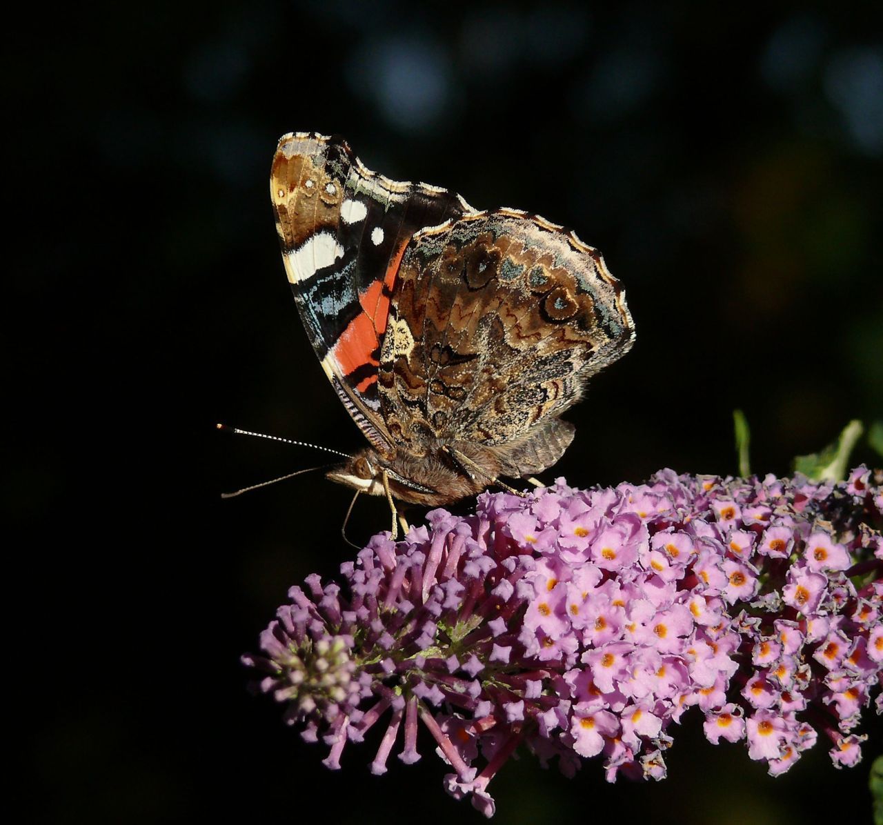 De Atalanta eindigde nipt op de tweede plaats in de vlindertelling (Foto: Marc Herremans)