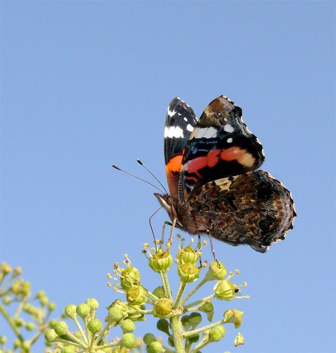 Atalanta nectarzuigend op bloem van klimop (foto: Marc Herremans)