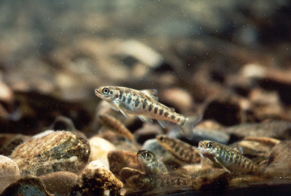 Jonge Atlantische zalm (foto: Peter Steenstra)