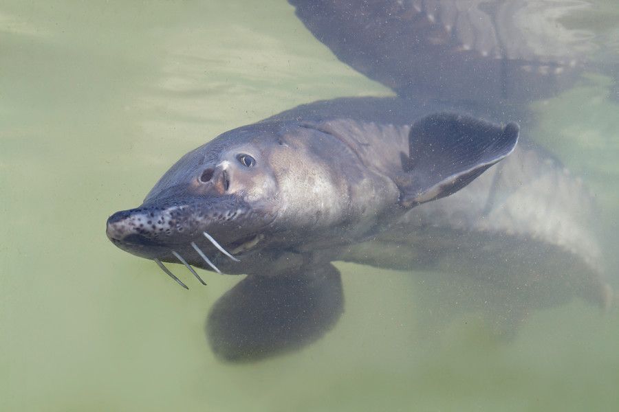 Atlantische steur (foto: Jelger Herder)