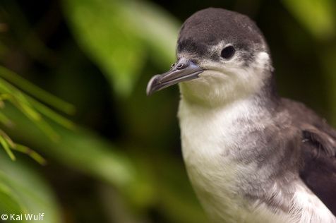 Audubon’s Shearwater (Photo: Kai Wulf)