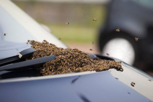 Op auto op 4 mei in Haarlem (foto: Haarlems Dagblad)