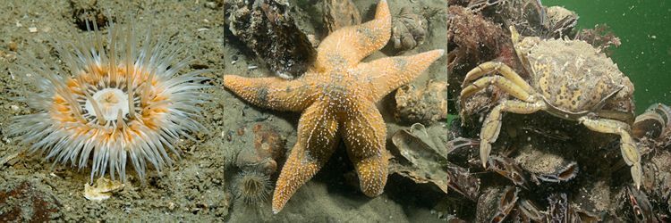 Autochtone zeedieren: vlnr Gewone slibanemoon, Gewone zeester en Strandkrab (foto’s: Peter H. van Bragt)