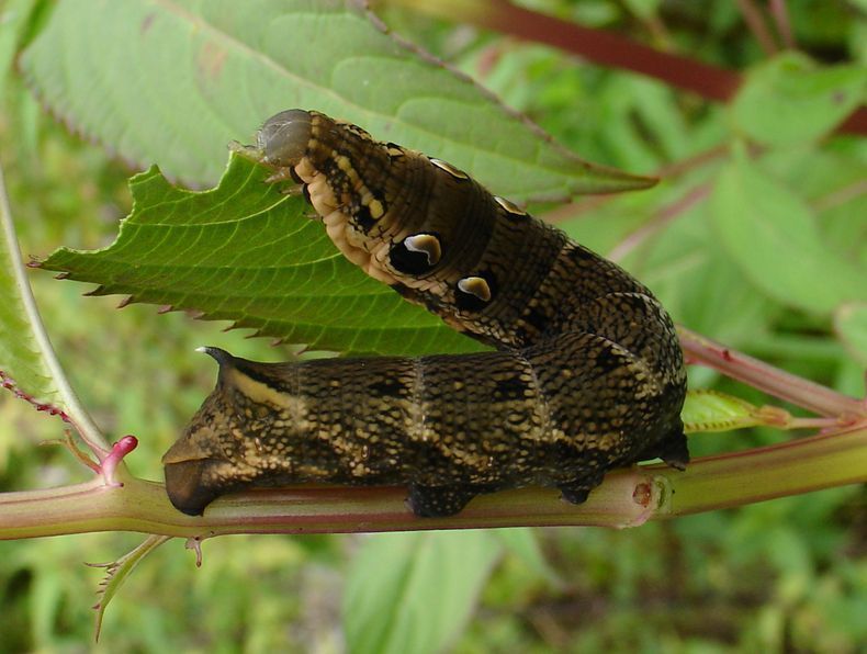 Olifantsrups op Reuzenbalsemien (foto: Jan Soors).