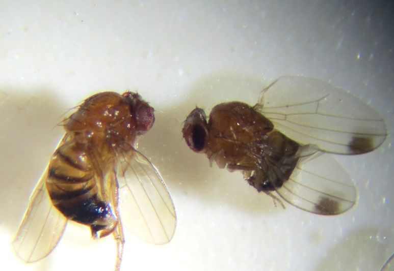 Links vrouwtje Drosophila suzukii, rechts mannetje met de typische vlekken op de vleugels (foto: Silvia Hellingman)