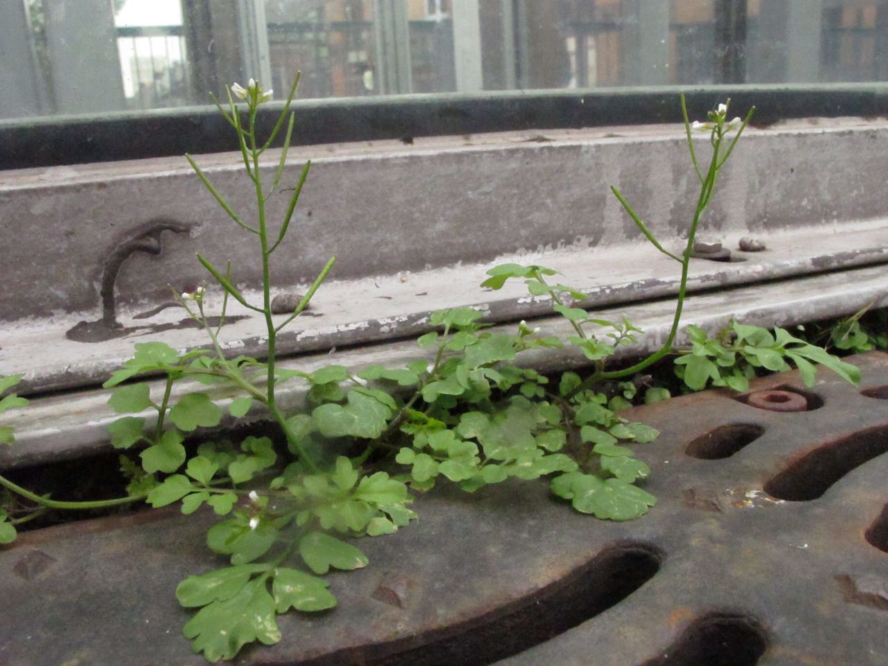 Aziatische veldkers. (foto: Gert-Jan van Mill)