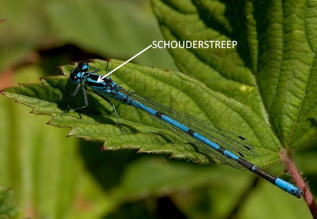 Azuurwaterjuffer heeft een smalle schouderstreep en grote stukken blauw op het achterlijf (foto: Kars Veling)