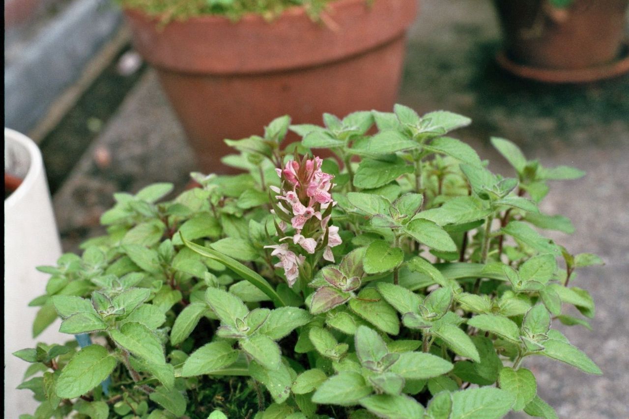 Spontaan opgedoken vleeskleurige orchis in balkonpot (foto: Joop van Heeswijk)