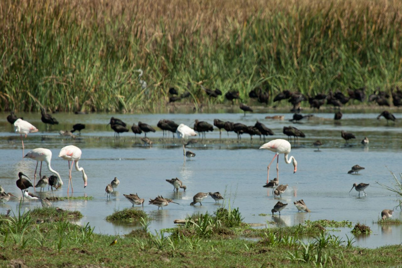 Watervogels in Marokko (foto: Barend van Gemerden)
