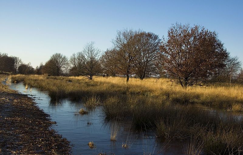 Bargerveen, een hoogveengebied in Drenthe (foto: Hrald)