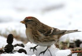 Barmsijs (foto: Andreas Klein)