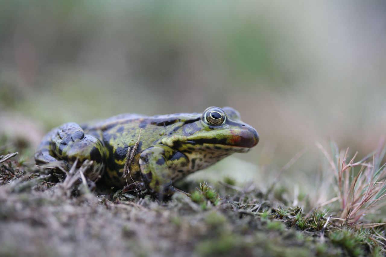 Bastaardkikker met beginnende symptomen van een ranavirusbesmetting: onder andere een bloedvlek bij de bek (foto: Jöran Janse)